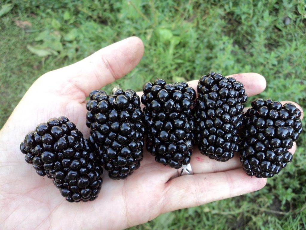 Superovoce. Moc si ho nevážíme, i když je bohatý na vitamíny a má široké kulinářské využití.