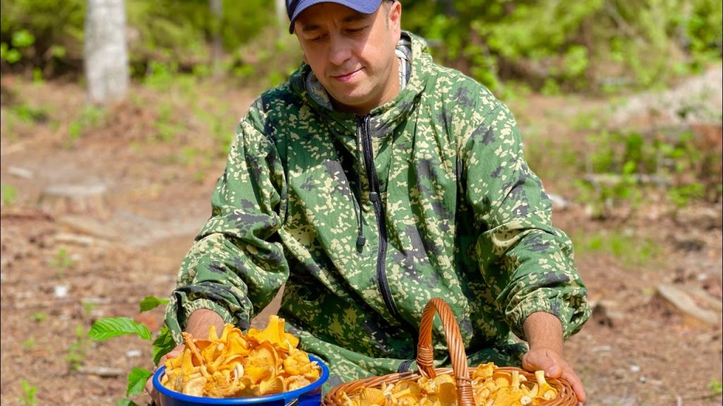 Houby už jsou v lese. Zjistěte, kde a co sbírat v červenci.