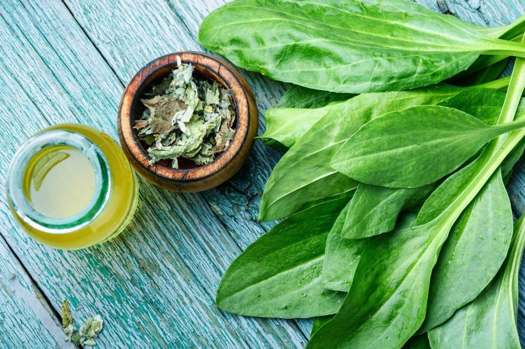 V létě vždy připravuji „zemní sirup“ podle receptu našich předků. Skvěle pomáhá proti kašli, chrapotu a zánětům.