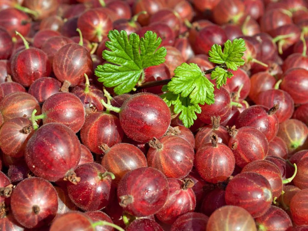 Moje babička ho dělala každé léto. Dodržovala pravidlo 3/4 a kompot z angreštu byl velmi chutný.